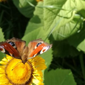 En fjäril suger nektar från en blomma